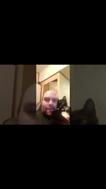 I has kitty #shorts #shortsvideo #shortsfeed #cat