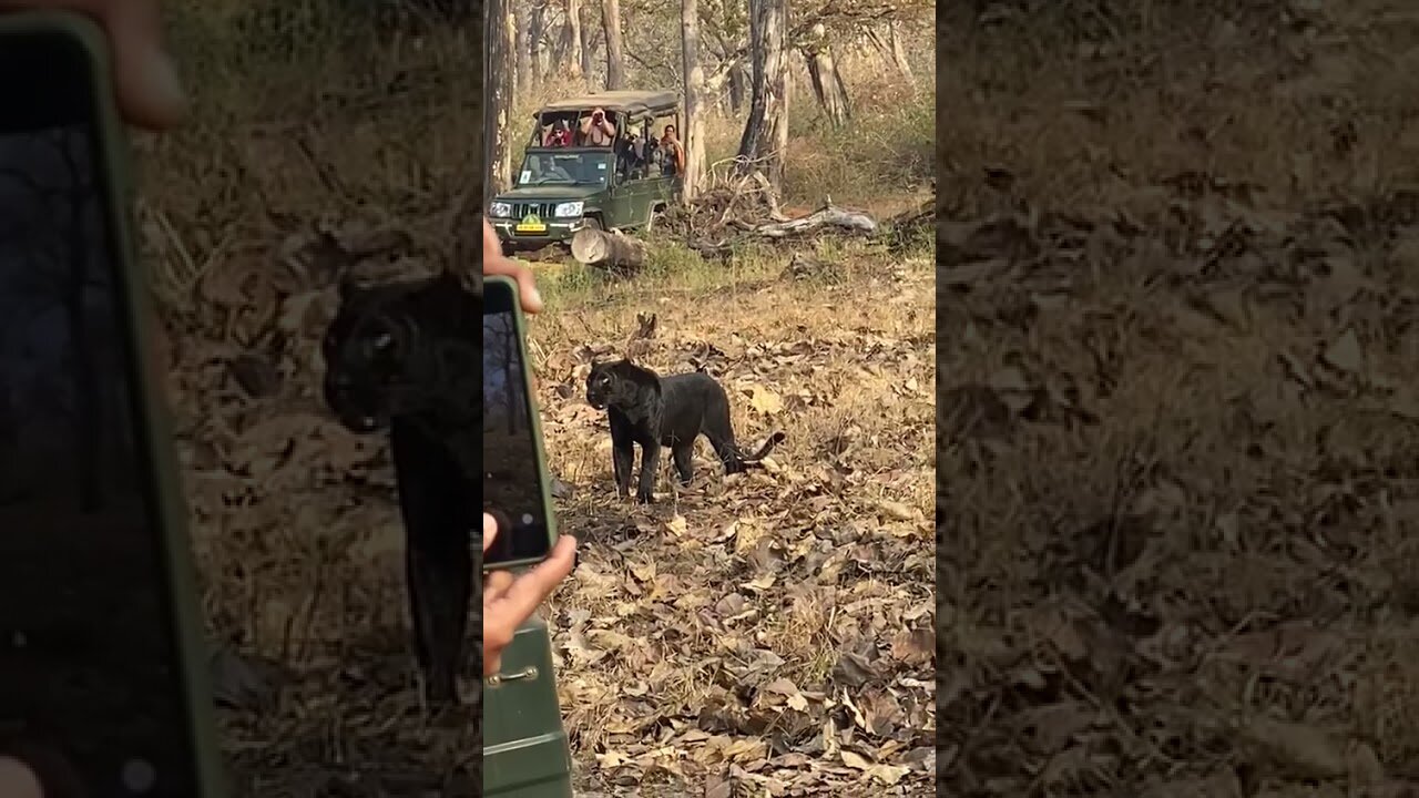 Very Rare Black Panther Climb on Tree #short