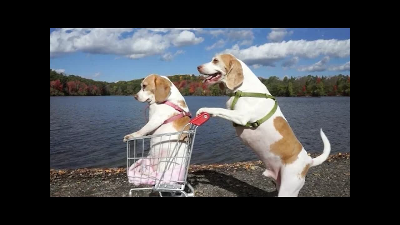 Dogs' Epic Shopping Cart Voyage: Funny Dogs Maymo & Penny #funny