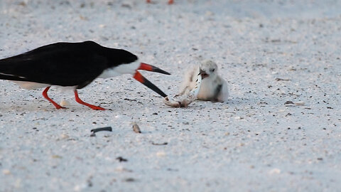 Baby Tries to Hide in Wrong Nest