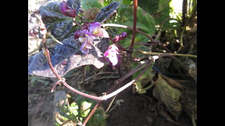 Beautiful and Delicious Purple Beans Bean Pod September 2021