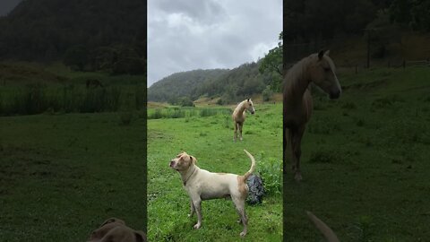 Dog Trampled by Horse is Now Respectful Around Horses and Doesn't Chase Them!!