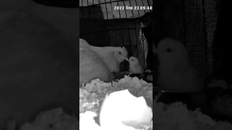 The secret lives of baby chicks