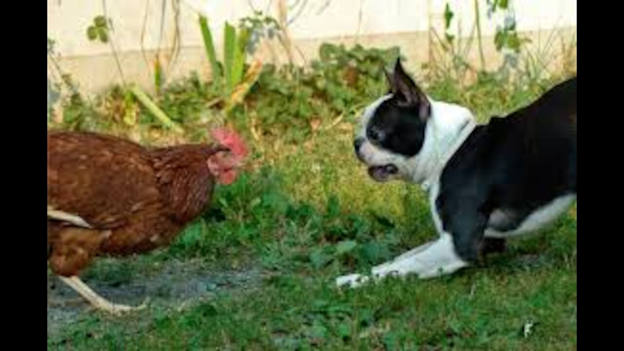 Funny Dog Fight Video-Chicken VS Dog Fight