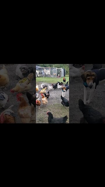 Minnie And Parker Mingle With The Chickens #chickens #chickenshorts #dogs