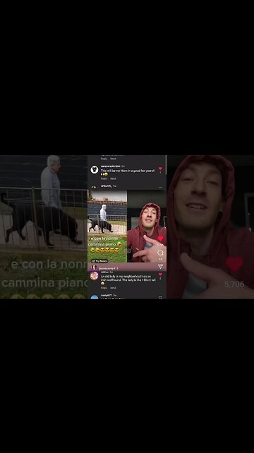 Your TOO OLD For a Cane Corso #shorts #funnyanimals #funnydogs