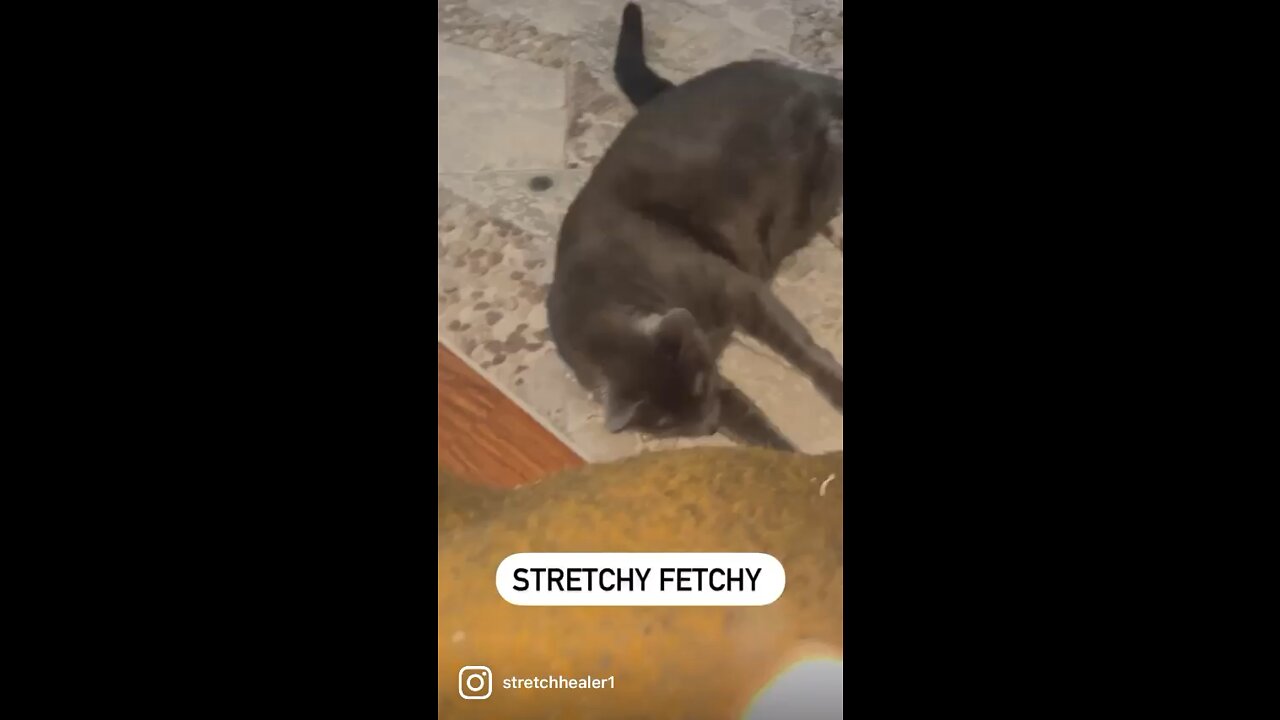 Stretchy Fetchy