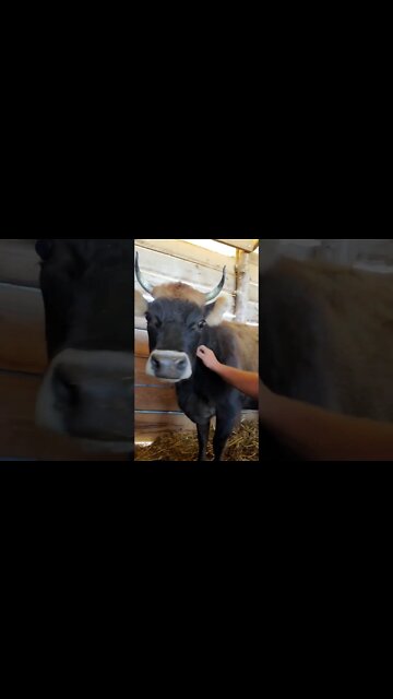 One of our mini cows