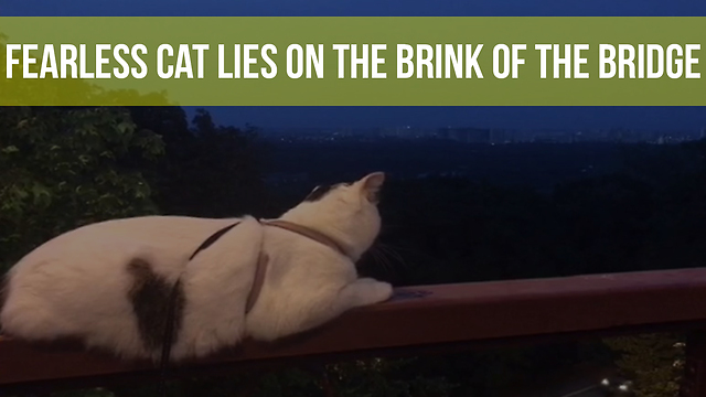 Fearless Cat Lies On The Brink Of The Bridge