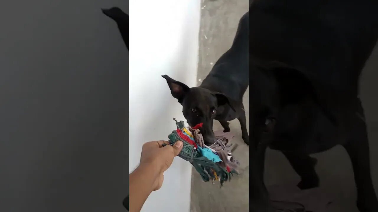 Playtime be like🐶🐶