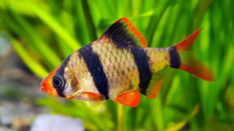 Most Beautiful Fishes From Around The World
