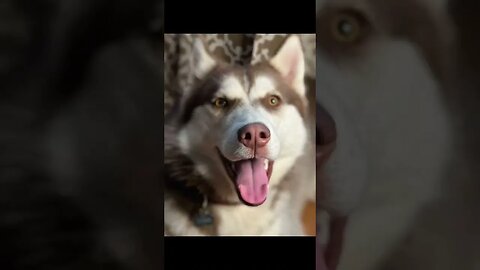 Husky just beats it