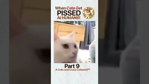 🙀 When Cats Get PISSED At Humans! (Part 9) 🥊🤺