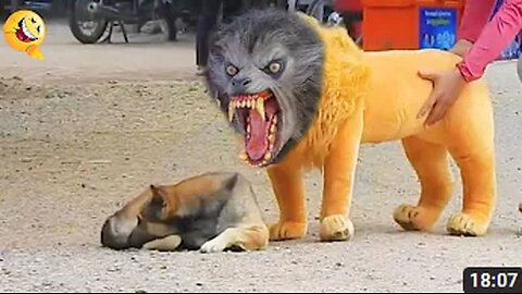 Troll Prank Dog Funny & fake Lion and Fake Tiger Prank To dog & Huge Box Prank to dog