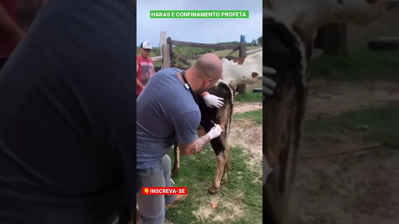 Dia de cuidar dos animais