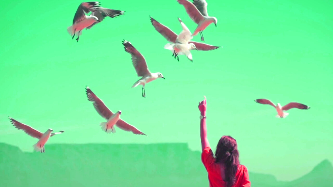 Woman Trying to Feed Seagulls at the Beach Can She feed to Them successfully?