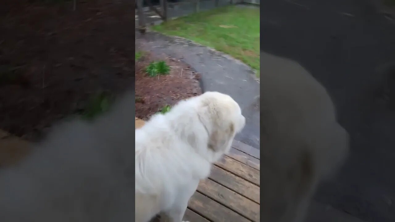 Rainy days make happy dogs #digitalnomad #dogs #greatpyrenees