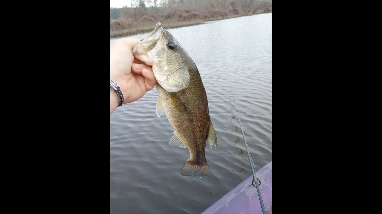 Fishing the early Spawn on Toledo bend