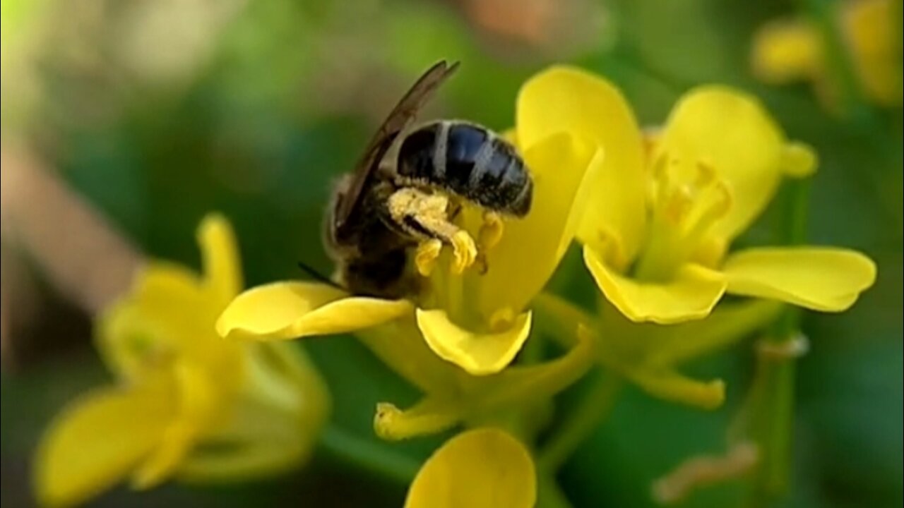 bees take flower nectar