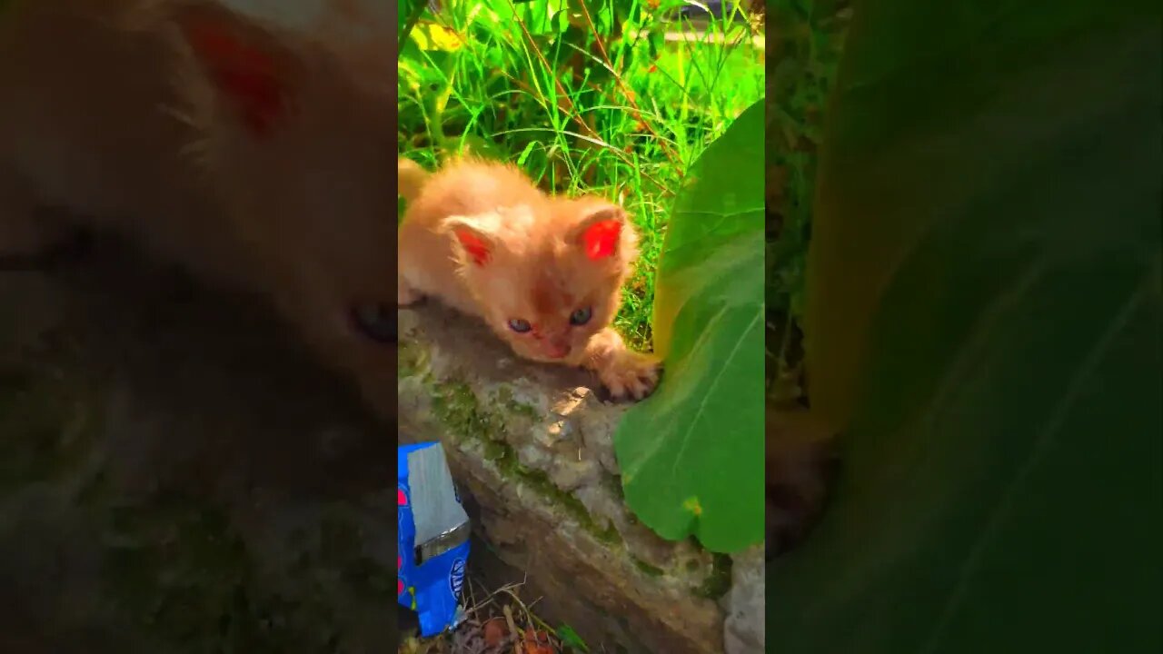 Cute Cats 😻😄😻😻 #viral #tiktok #funnycats #cats #cutecat #cutepets #cutecatshorts #pets #youtube