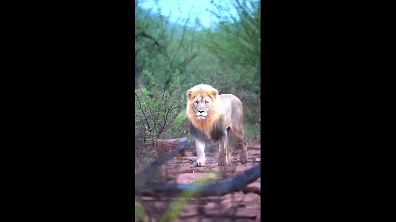 super Animal 🐅🦁🐫shorts video