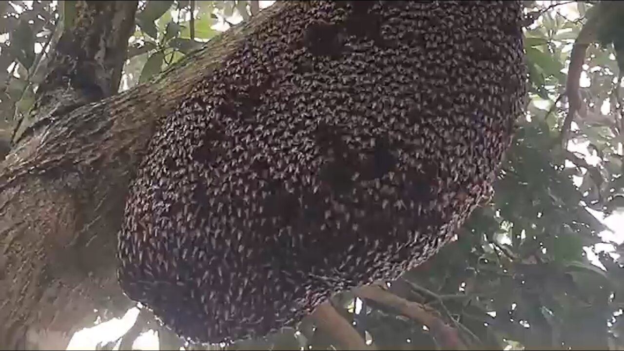 Amazing bee communication