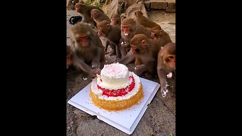 "Just a bunch of monkeys living it up! 🐒🎉🍰"