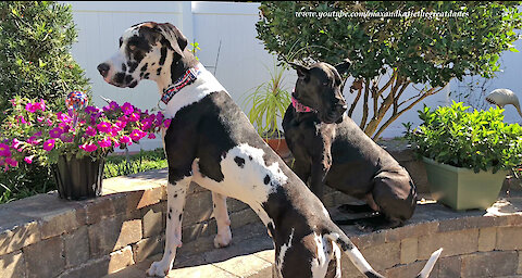 Visiting Cat and Great Danes Make Themselves Right At Home