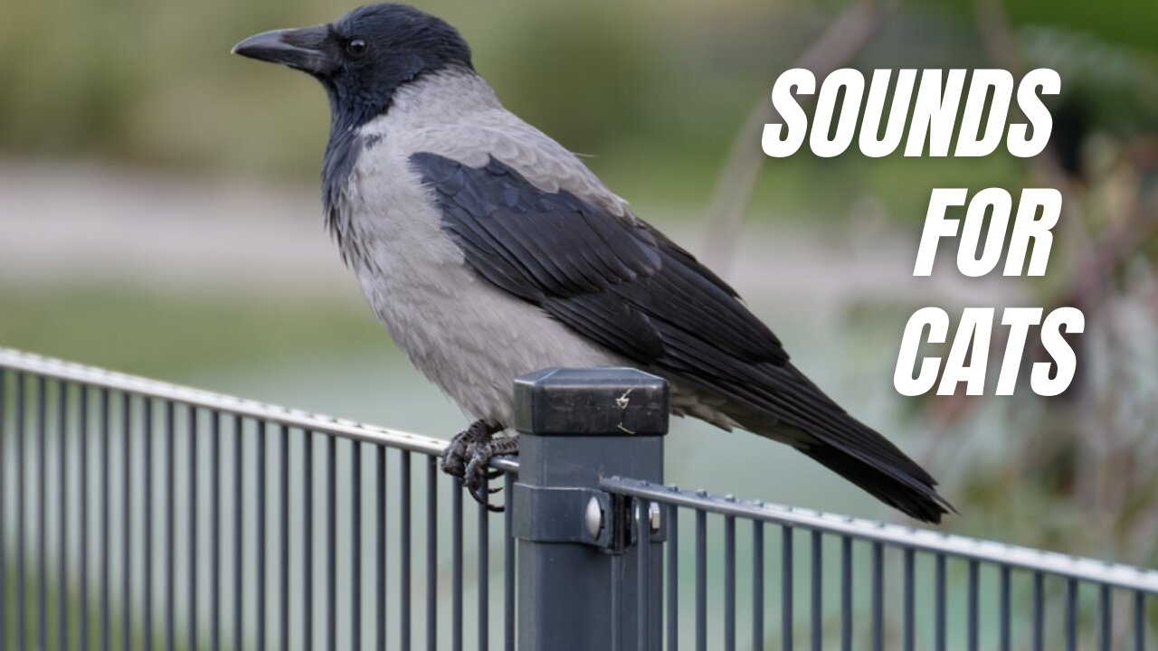Crow Noises For Cats | Crow Sounds For Cats | Sound Of Crow Bird | Kingdom Of Awais