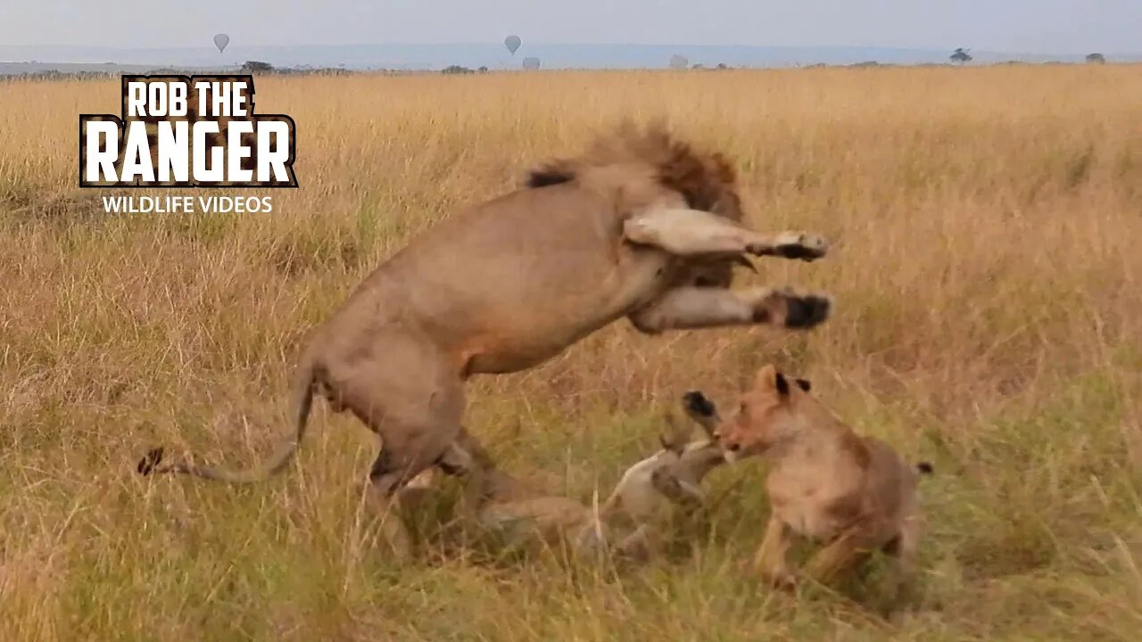 Lion Pride Interactions After Finishing A Zebra Meal | Lalashe Maasai Mara Safari