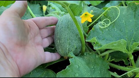 Tub Vegetable Garden Update