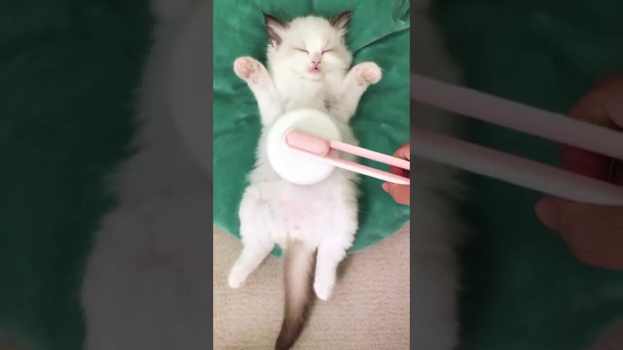 cute cat,baby cat ,funny animal