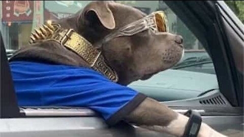 Ce pitbull a beaucoup trop de style!