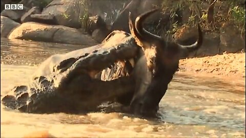 Underwater ambush from crocodile | BBC Earth 👈🏻😲😲😲😲😲