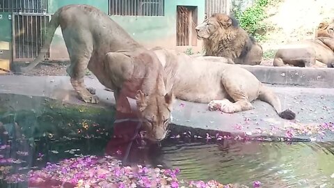 Lion family chilling out at the zoo. 😄