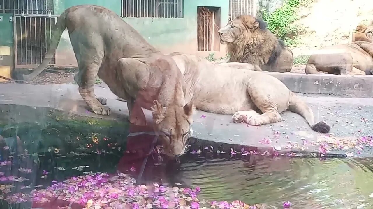 Lion family chilling out at the zoo. 😄