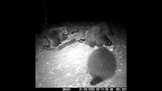 Mom, Dad and Baby Porcupine plus that crazy Raccoon cousin