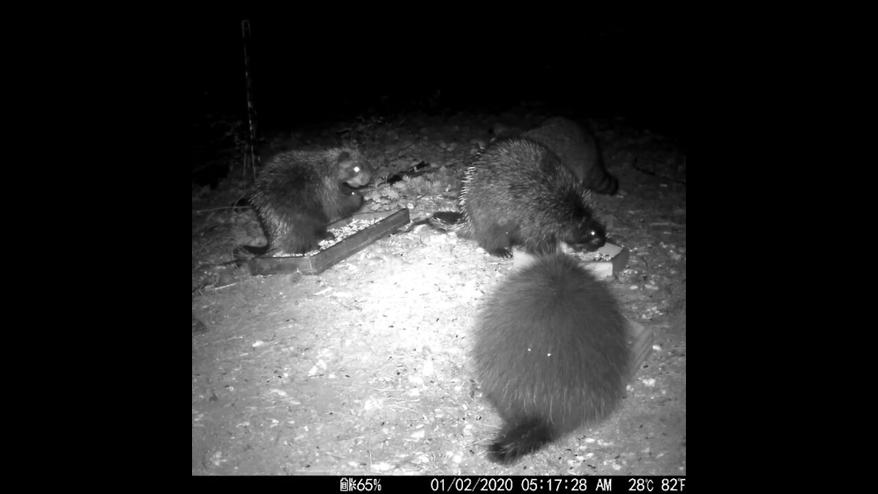 Mom, Dad and Baby Porcupine plus that crazy Raccoon cousin