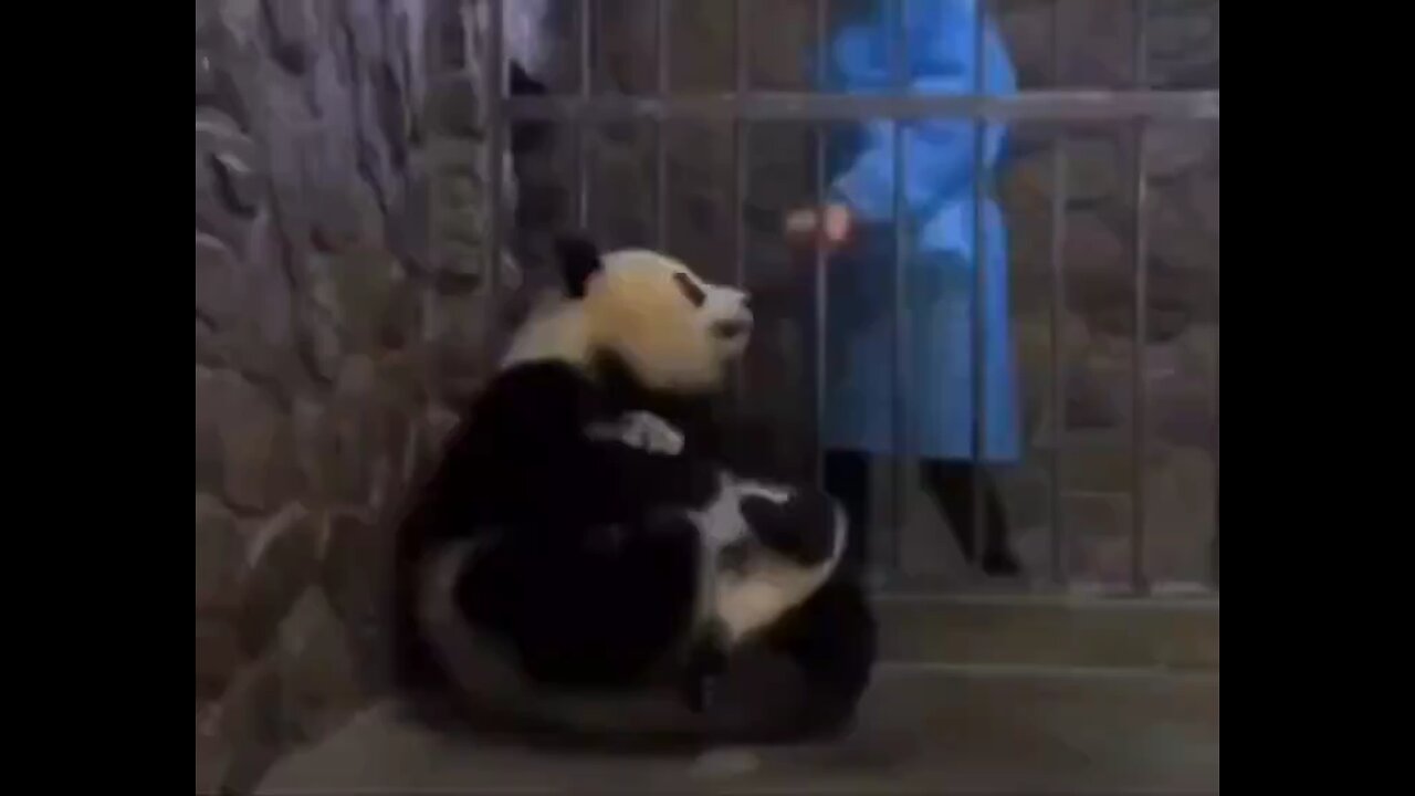 Panda funny video.