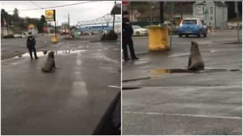 Leone marino passeggia per le strade di Astoria, USA