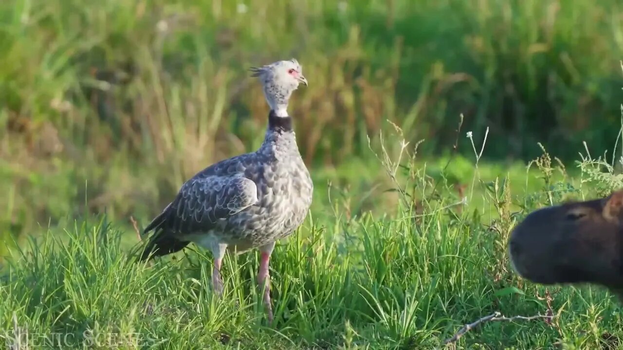 The brave bird hunters passed by without flying away.