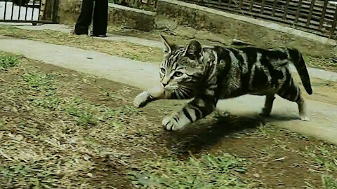 Cat Bars slow mothion runs after his favorite toy