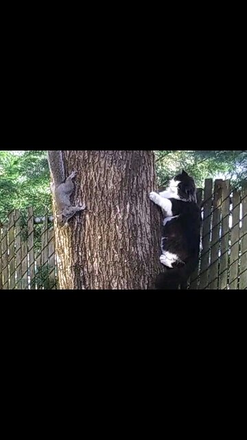 Squirrels says to Cat "MISSED ME"