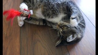 My Silly Cat Playing With Her Mice