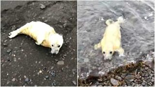 Foca bebé fica presa em praia