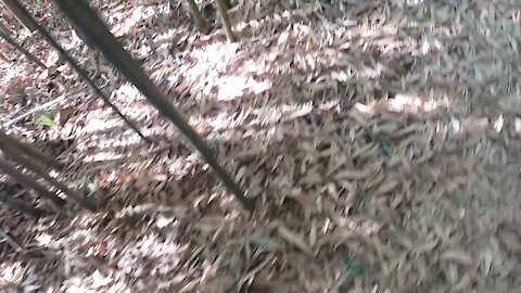 A road in the woods lined with fallen leaves.