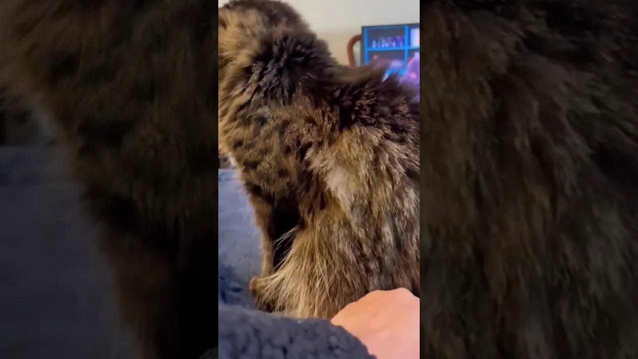 Crazy Cats Series pt.14 #shorts #short #cat #cats #funny #reels #animals #trending