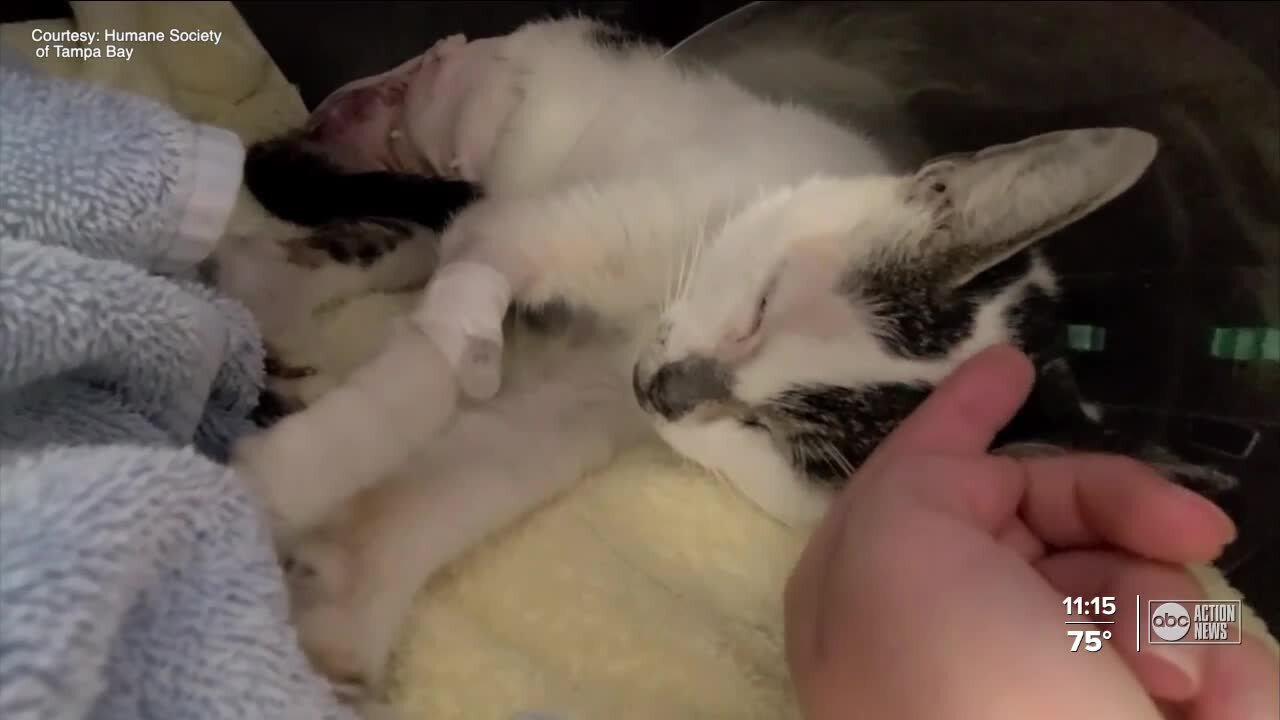 Humane Society of Tampa Bay rescues cat tortured by two children