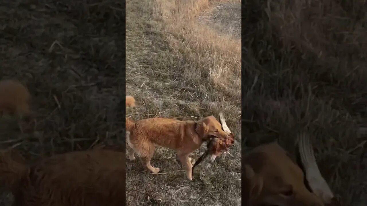 Beautiful Rooster Pheasant #pheasanthunting #birddog #shorts #viral