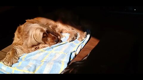 #dogshow , #animals , #dogs (4)